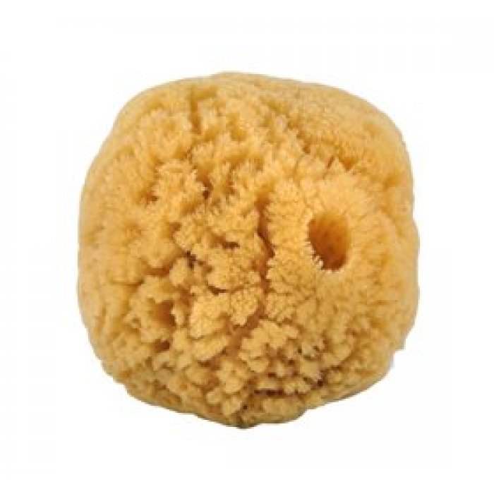 Natursvamp 10-12 cm fra koral  • 1 stk.