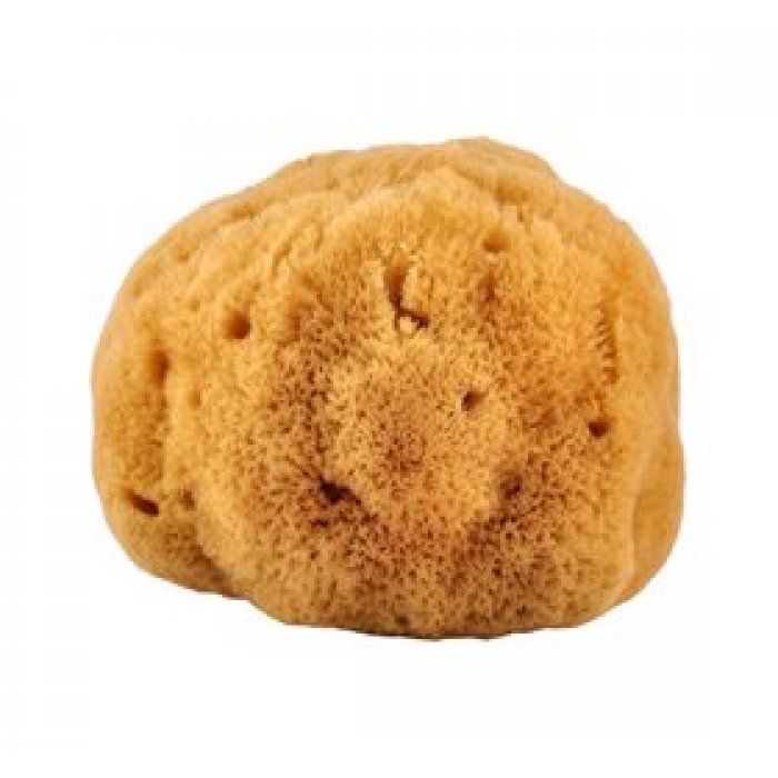 Natursvamp 14-16 cm fra koral  • 1 stk.